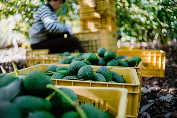 A woman farmer working in the hass avocado harvest season
