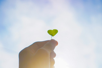 hand holding green leaf on blue sky