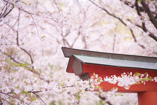 満開の桜と鳥居 © sora_nus