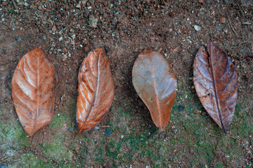 autumn leaves on the ground