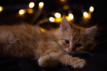cat with green eyes on black background
