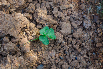 young plant growing in soil