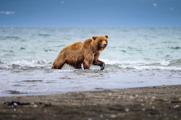 Fototapeta premium Ruling the landscape, brown bears of Kamchatka (Ursus arctos beringianus)