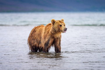 Obraz premium Ruling the landscape, brown bears of Kamchatka (Ursus arctos beringianus)
