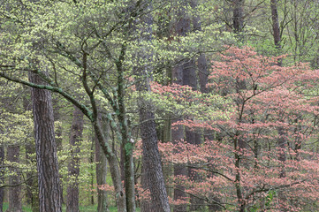 Landscape of spring dogwoods and redbuds in bloom, Bernheim Forest, Kentucky, USA