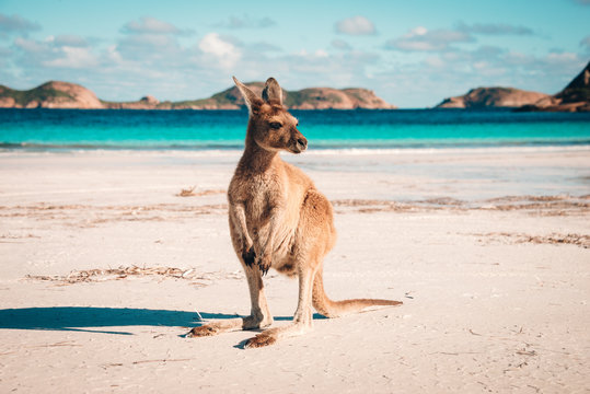 Esperance Kangaroo beach