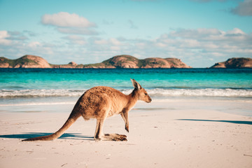 Australia beach Kangaroo Esperance