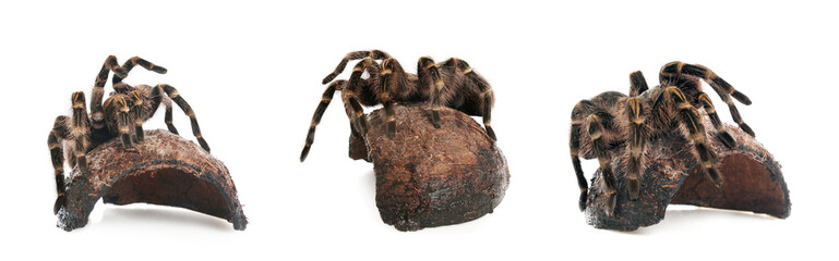Collage of striped knee tarantula (Aphonopelma seemanni) on white background