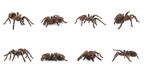 Collage of striped knee tarantula (Aphonopelma seemanni) on white background