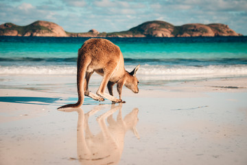 Australia beach Kangaroo Lucky Bay