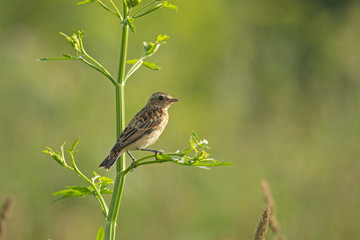 The whinchat (Saxicola rubetra) is a small migratory passerine bird breeding in Europe and western Asia. Whinchat in natural habitat (saxicola rubetra).