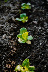 Organics lettuces growing in a field