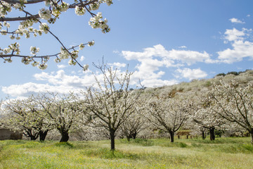 Cherry blossoms in Valle del Jerte, Spain