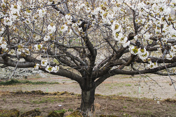 Old cherry tree blooming in spring