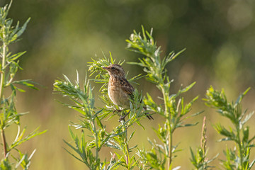 The whinchat (Saxicola rubetra) is a small migratory passerine bird breeding in Europe and western Asia. Whinchat in natural habitat (saxicola rubetra).