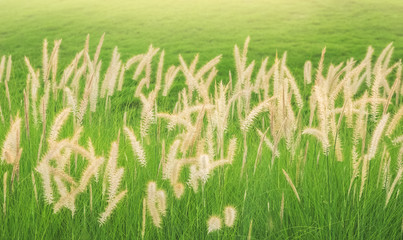 grass flowers