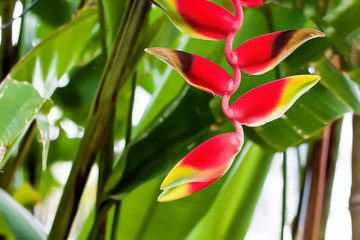 beautiful red Heliconia flower, tropical flower. rostrata, Lobster Hanging Claw or False Bird of Paradise. plant, are a source of nectar for birds and insects. soft focus