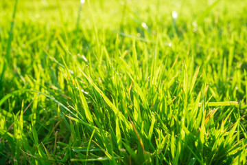 Green fresh grass with sunny light close up