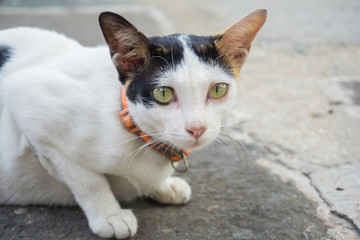 Traditional asia white cat on street