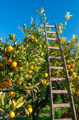 Wooden ladder leaned on an orange tree during harvest time - 317277913