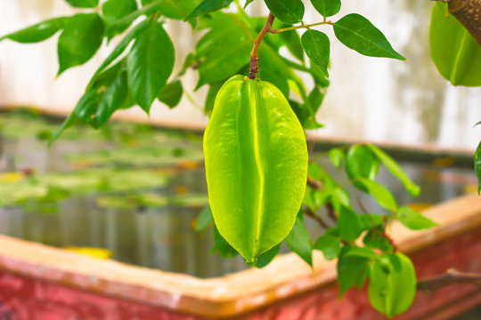 Tropical fruits, Carambola Starfruit, Kamrak, Star-fruit on a tree branch.
