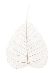 a leaf texture close up on a white background