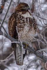 Red-tailed hawk sitting in a tree