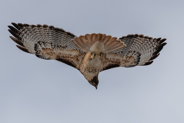 Red-tailed hawk in flight