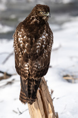 Red-tailed hawk sitting on a stump