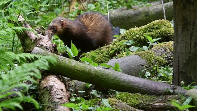 European polecat (Mustela putorius) foraging / hunting in forest