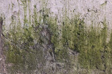Texture of old concrete close up with moss. Creative background
