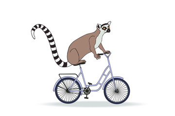 lemur on a bicycle. funny illustration. eps10 vector stock illustration. hand drawing.