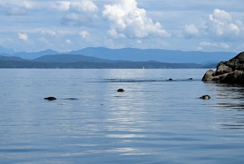 group of Harbour Seals in the water off the coast of Quadra Island, British Columbia Canada