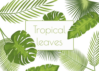 Vector realistic illustration set of tropical leaves