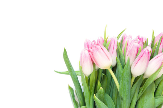 Tulips flowers on white background. Flat lay, top view. Lovely greeting card with tulips for Mother's day, wedding or happy event - Image.