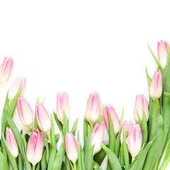 Fototapeta premium Kwiaty tulipanów na białym tle. Widok płaski, widok z góry. Urocza kartka okolicznościowa z tulipanami na dzień matki, wesele lub szczęśliwe wydarzenie - Image.