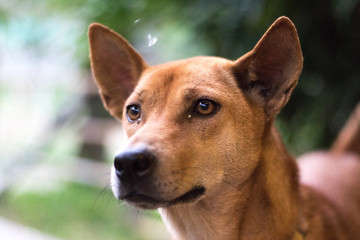 Closeup of Brown Dog with Serious Concerned Expression