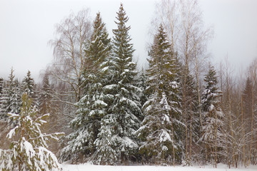 beautiful snowy forest on a cloudy winter day
