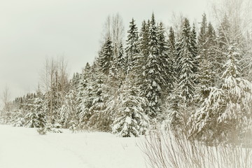 beautiful snowy forest on a cloudy winter day