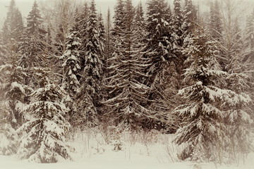 beautiful snowy forest on a cloudy winter day