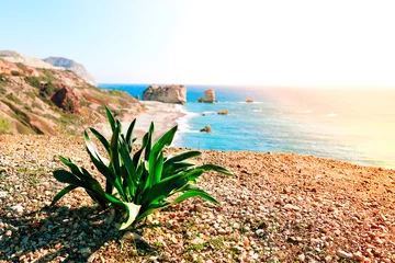 Foto auf Alu-Dibond Wildpflanze in der Nähe von Küste und Kiesstrand von Petra tou Romiou Felsen auf der Insel Zypern, Griechenland © tilialucida