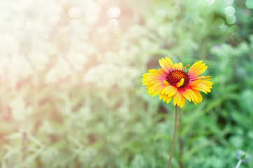Obraz premium Colorful gaillardia flower on a Sunny summer background