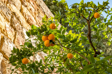 Orange fruit in tree with old wall