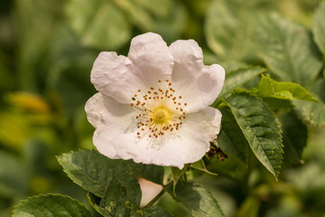 pink flower of dog rose bush