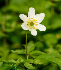 single white wood anemone, windflower, thimbleweed or smell fox (anemone nemorosa) flower