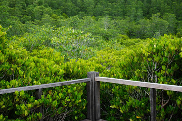 Nature background close-up, with a view bridge