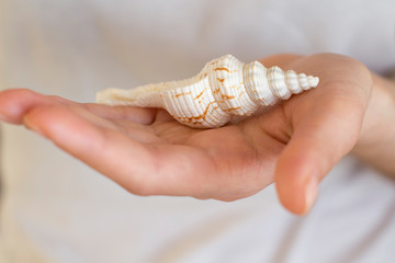 white sea shell in a woman's hand on white background