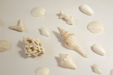 Fototapeta na wymiar sea shells pattern on white background