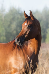 A chestnut arabian horse look back against summer background. Portrait closeup