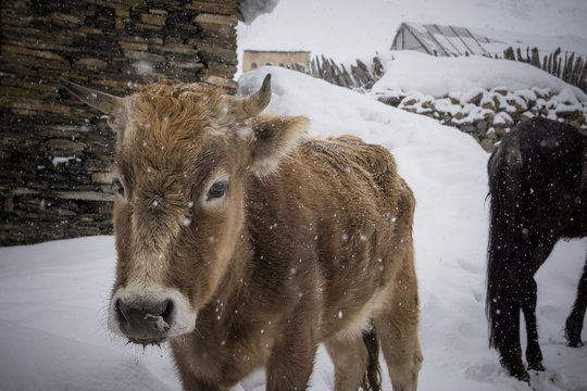 Cow in Uschguli 